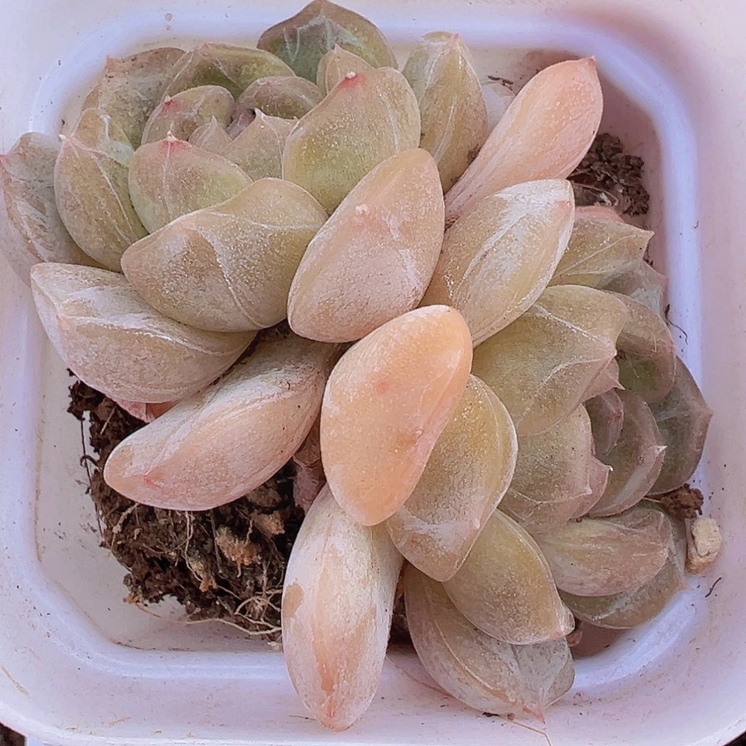 双头精品白恋19包邮
