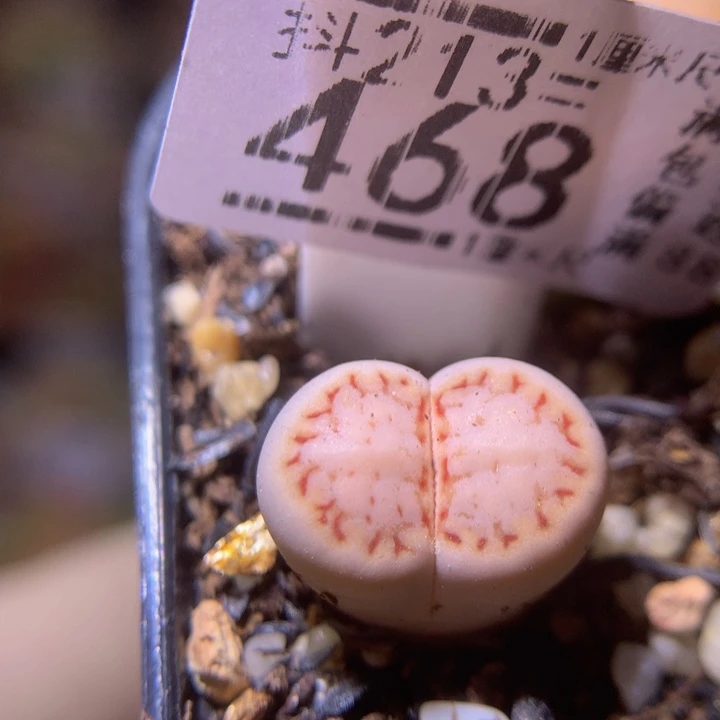 精品生石花213.468