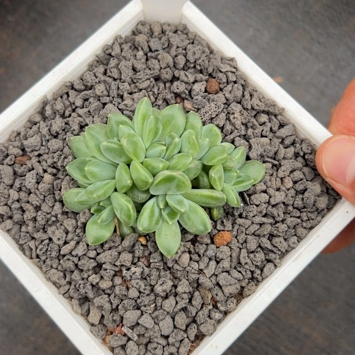61601雨花石群生张张