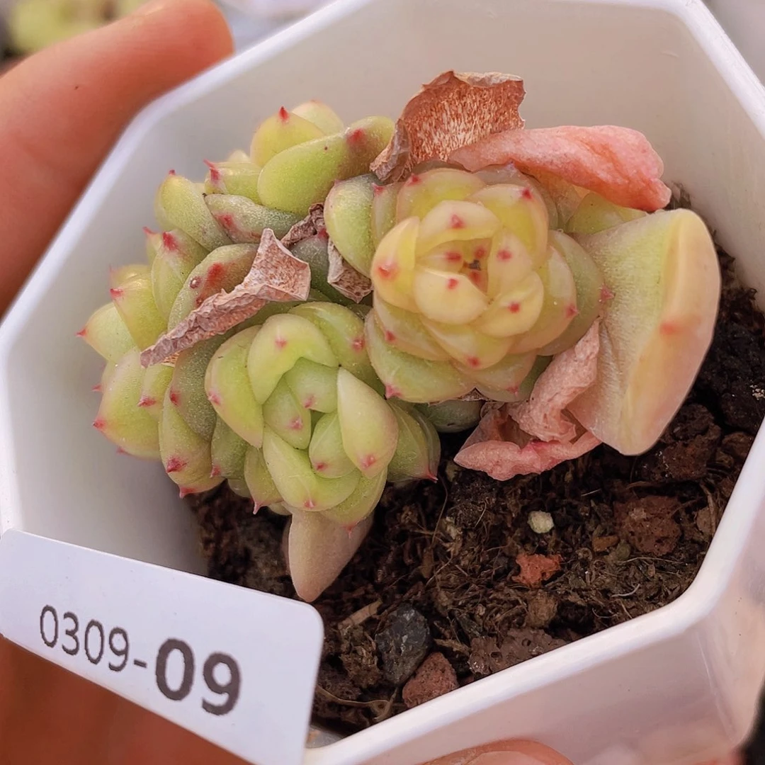 00000000000009量拍