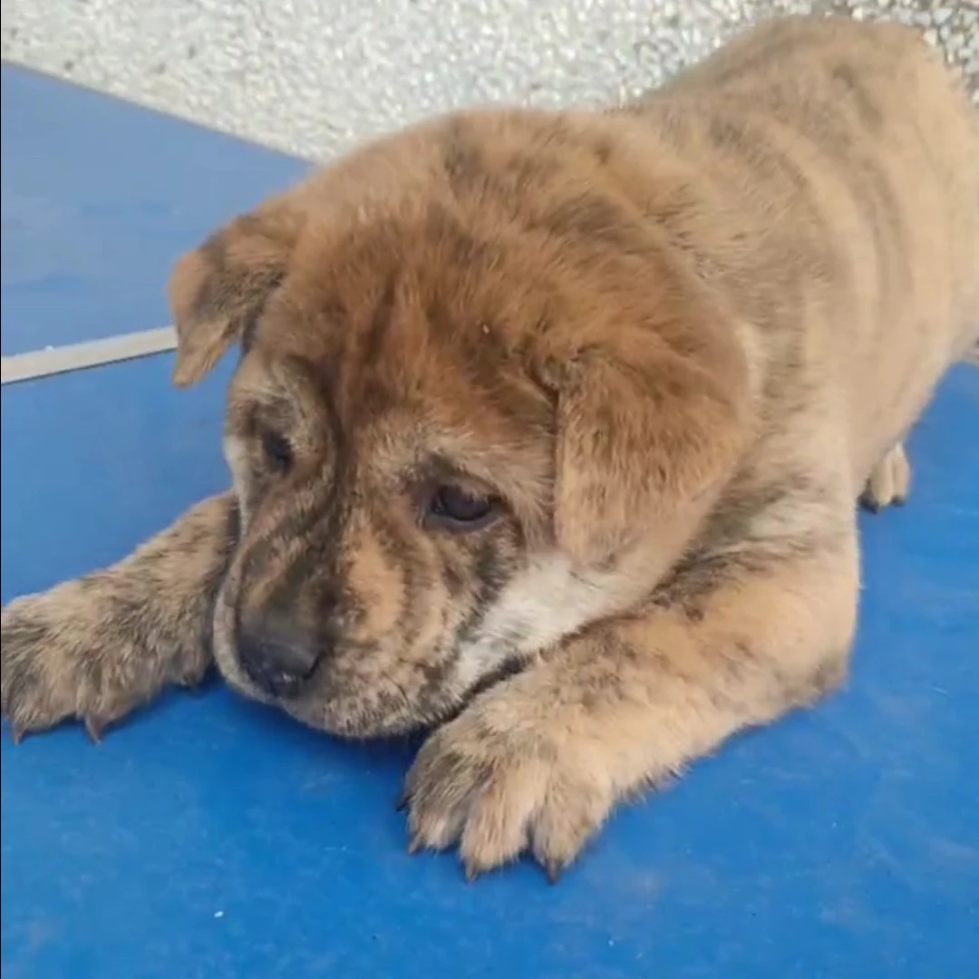 感谢性格精选田园犬