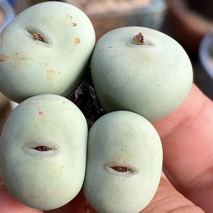 5534大嘴小红嘴一颗