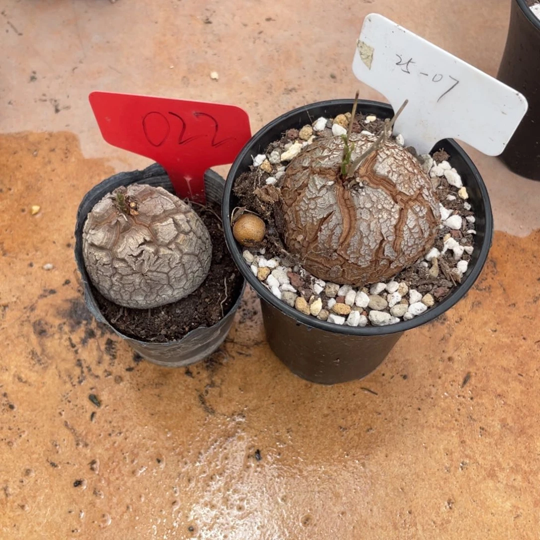 无***仔定盆定养龟甲龙植物