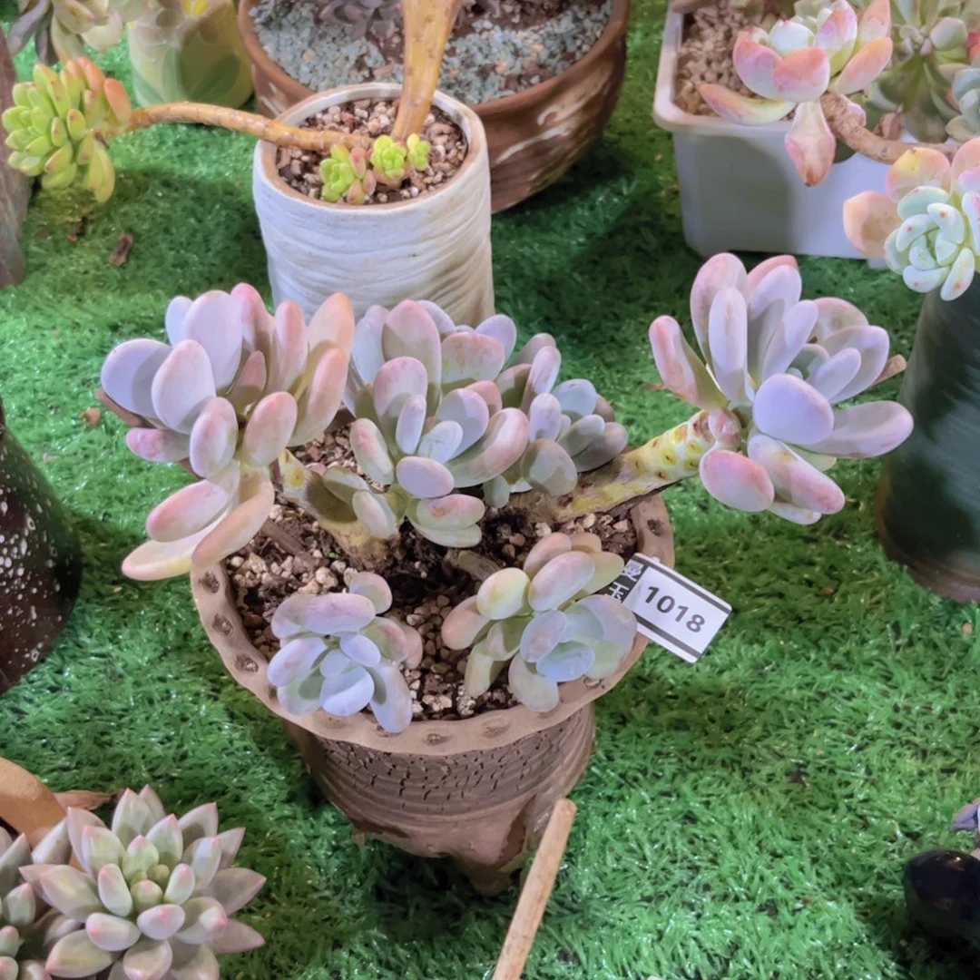 大叶奶多肉植物1018