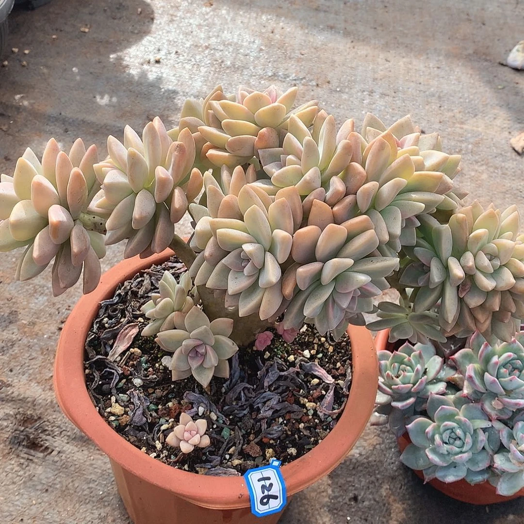 126淡雪朵朵一物一拍多肉