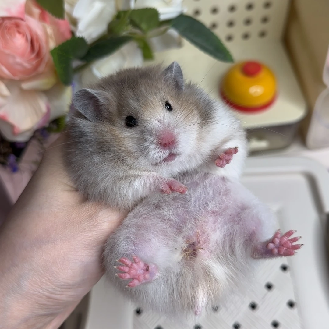 36火波妹妹3.26生日