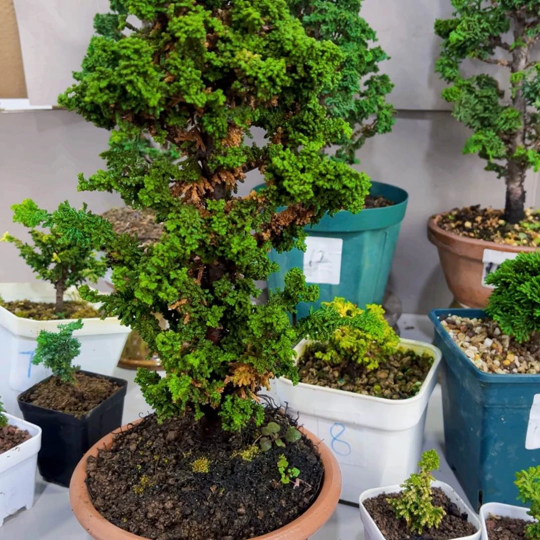 无花朵石化桧…………