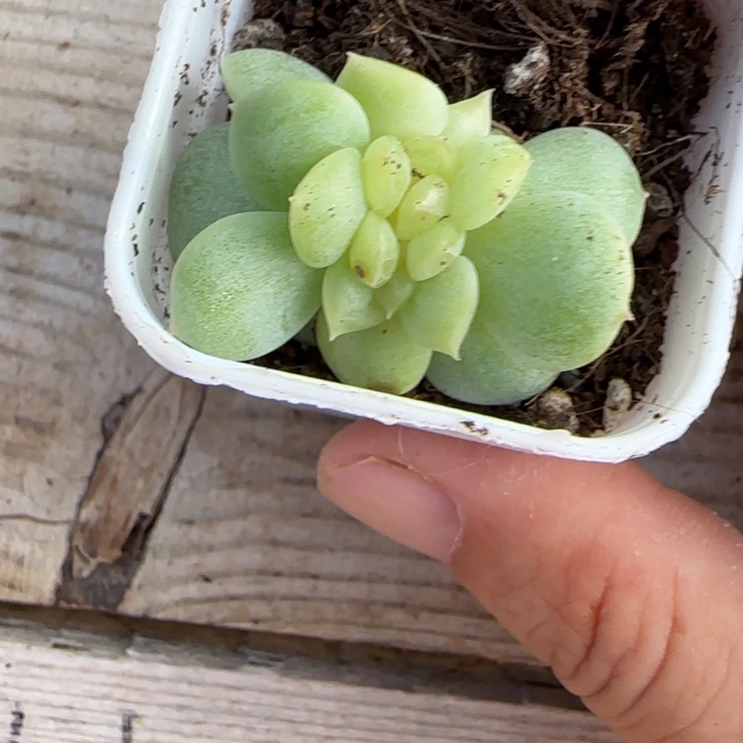 荔枝疑似中苗盆桌上一个满25包邮