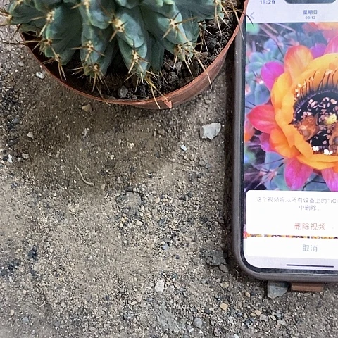 复色黑猴，5-8公分左右