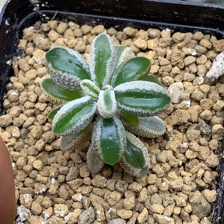 精品多肉植物蛤蟆草