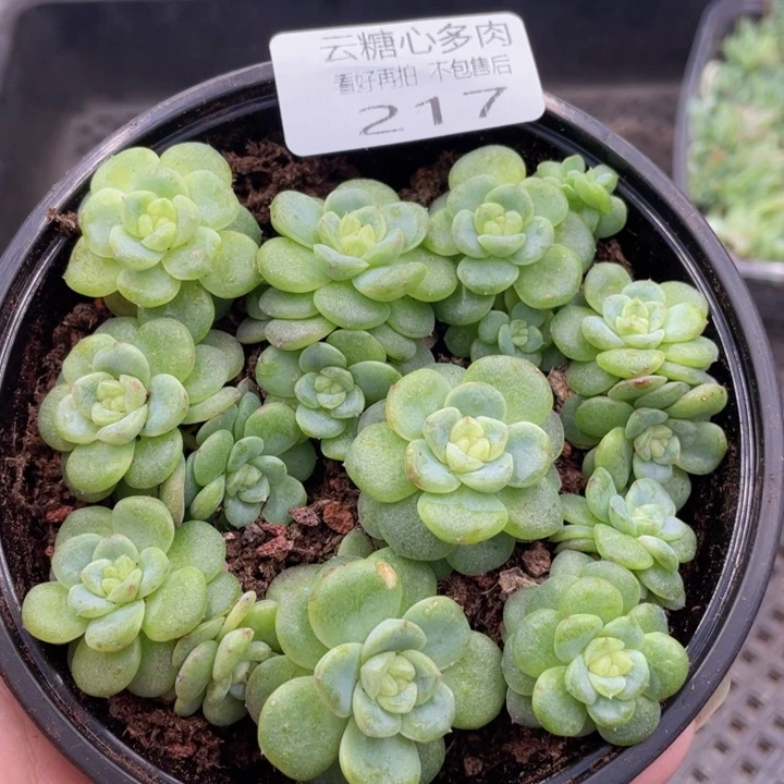 云糖心多肉植物217