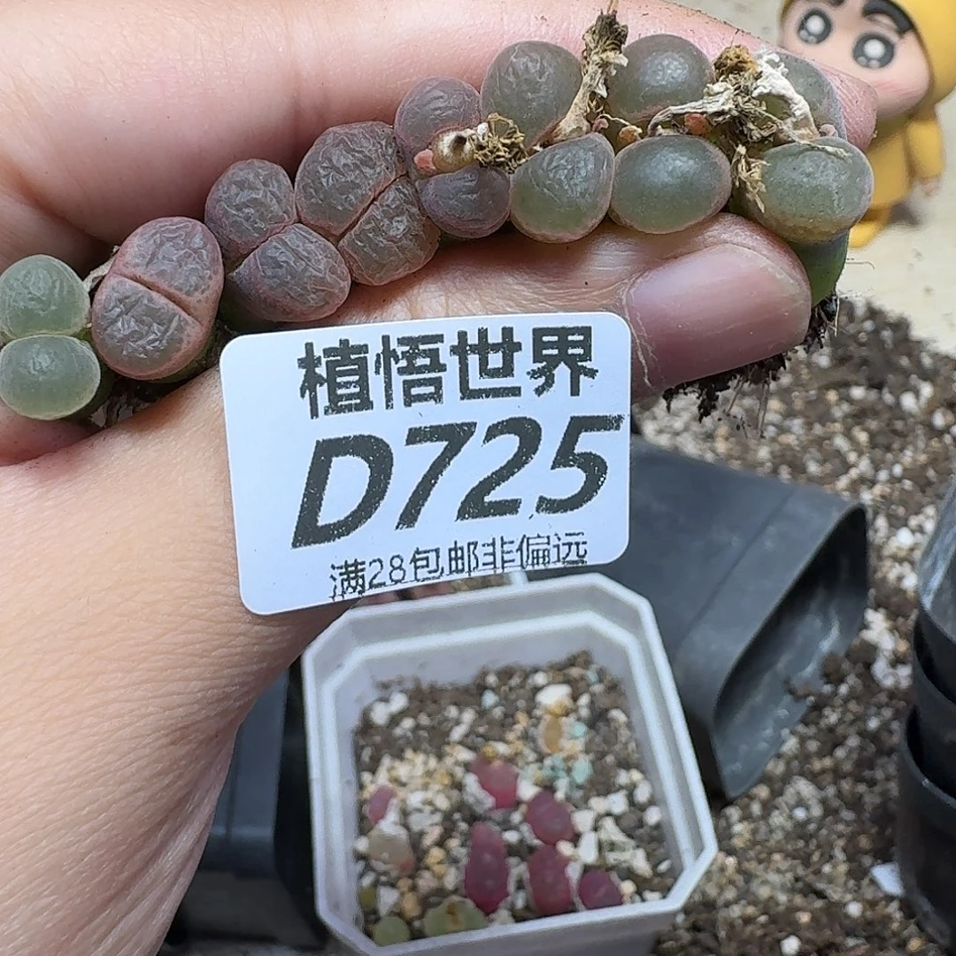 的植物的人生rghh