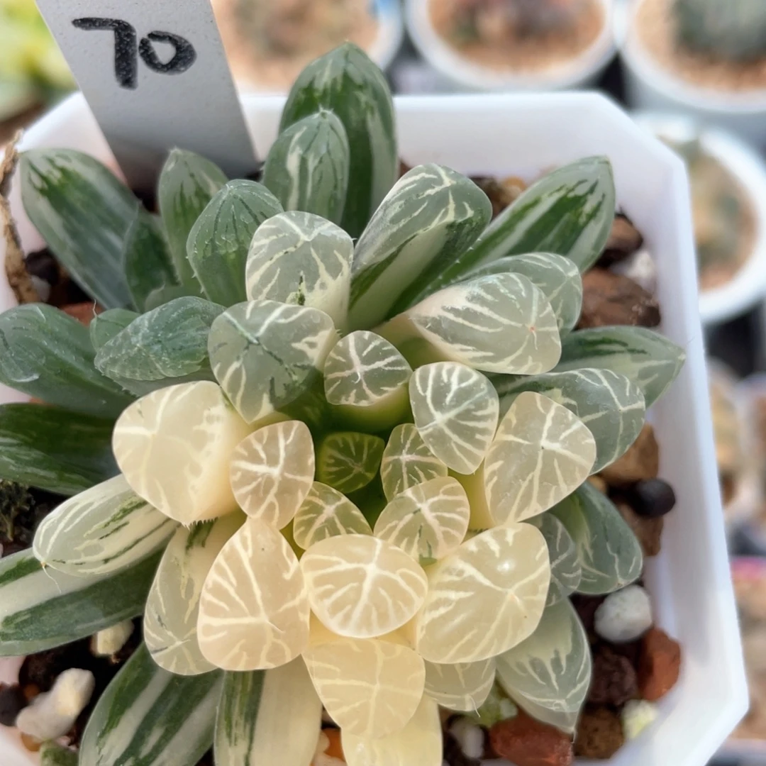 70宫灯锦群。
