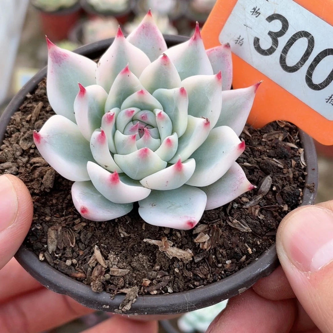 【闪购商品】海***.300号