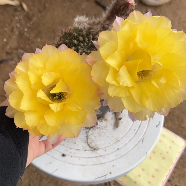 无花朵带根彩草156