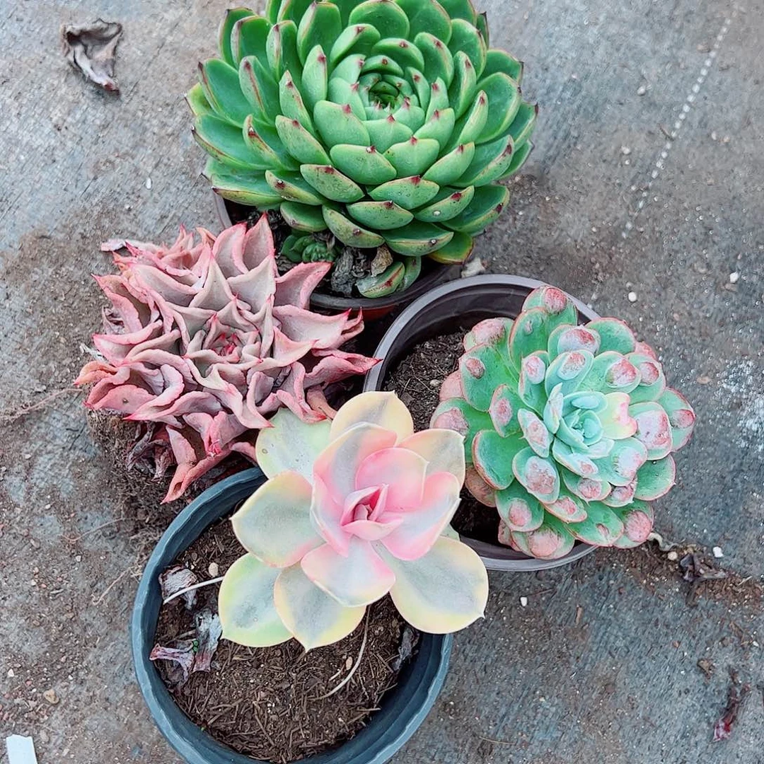 月亮石➕饺子皮➕雨滴➕彩虹各一盆大单头
