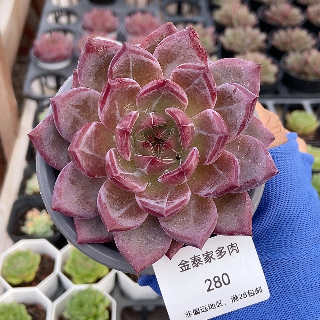 金泰家多肉，280夜魔侠