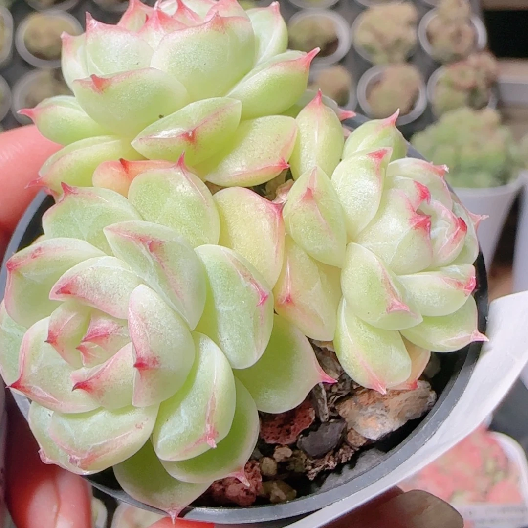 花语逸镜1109-333散