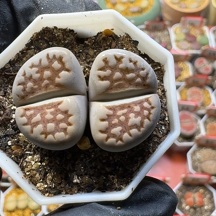 生石花3:：：。    83号