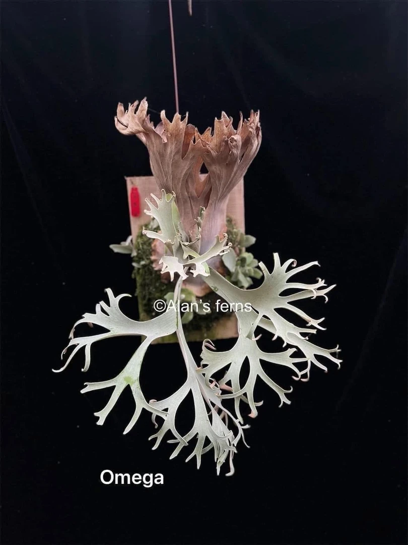Omega鹿角蕨小体多分叉侧芽