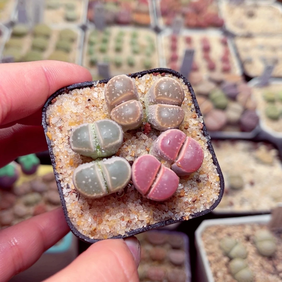 161号带盆包邮发货