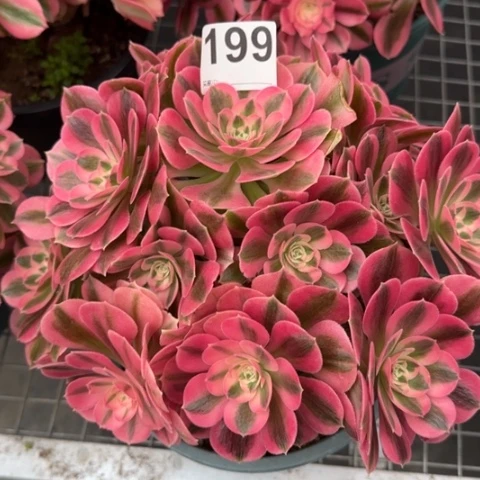 199女巫25厘米左右