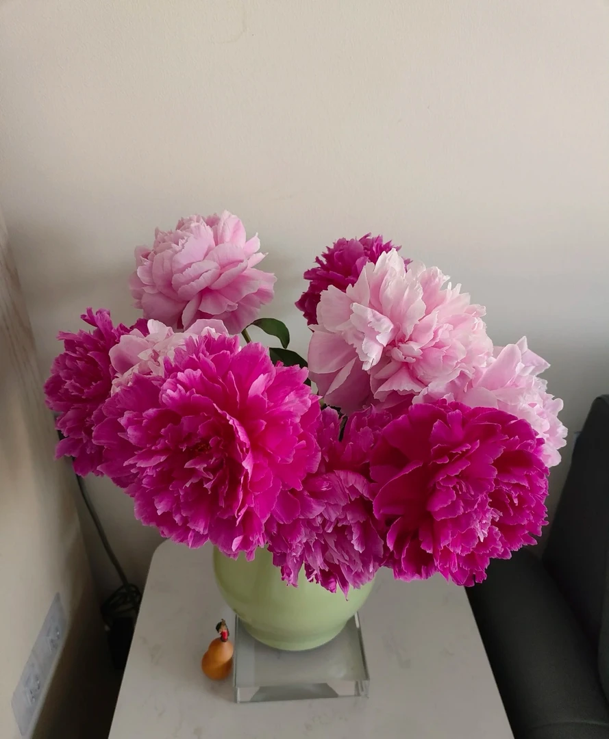 山东重瓣芍药  混色   鲜花    云南基地直发