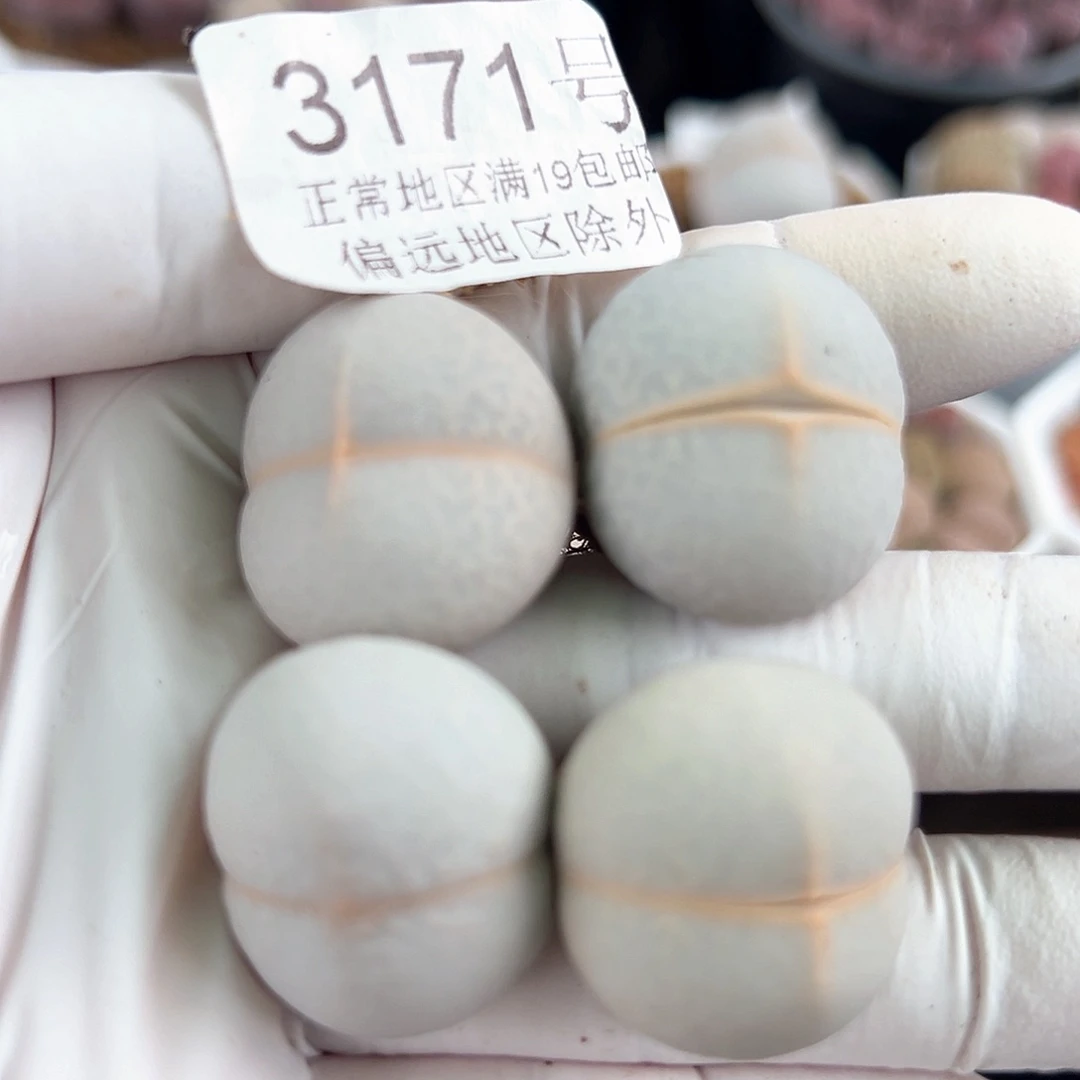 3171四年高尔夫4个2.5cm左右