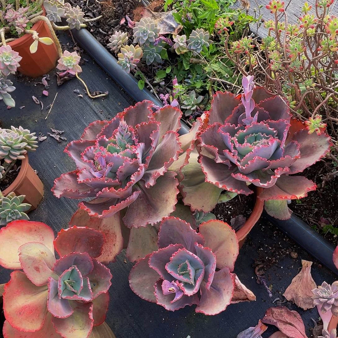 蓝色妖姬58，多肉3头砍过