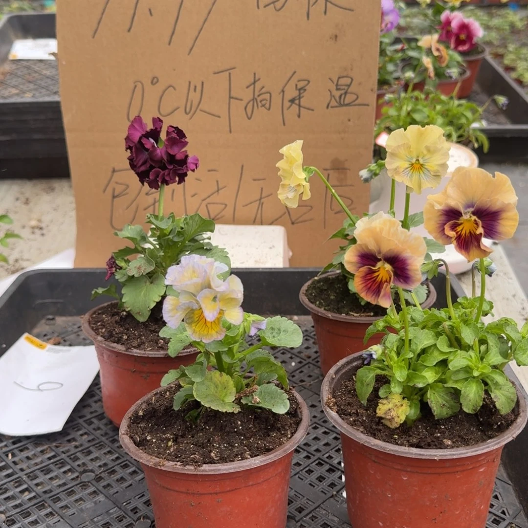 大部分花苞少量开放6