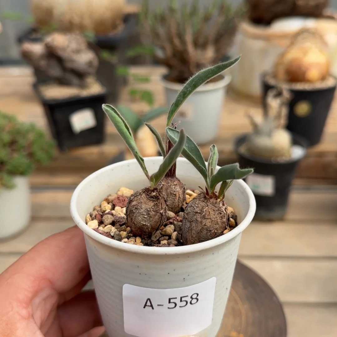 558冰晶洋葵单株价格块根植物