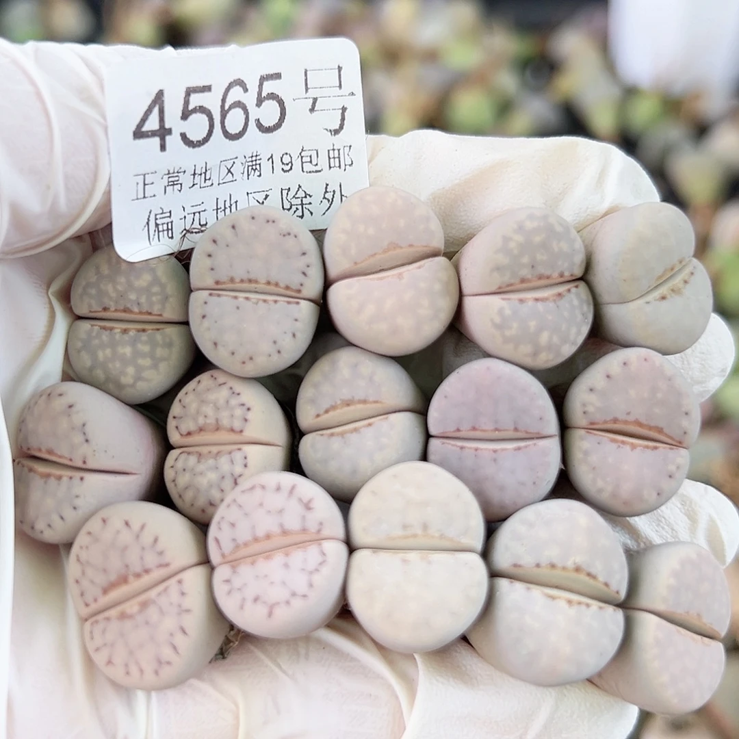 4565四年粉色热唇15个1.5cm左右特价