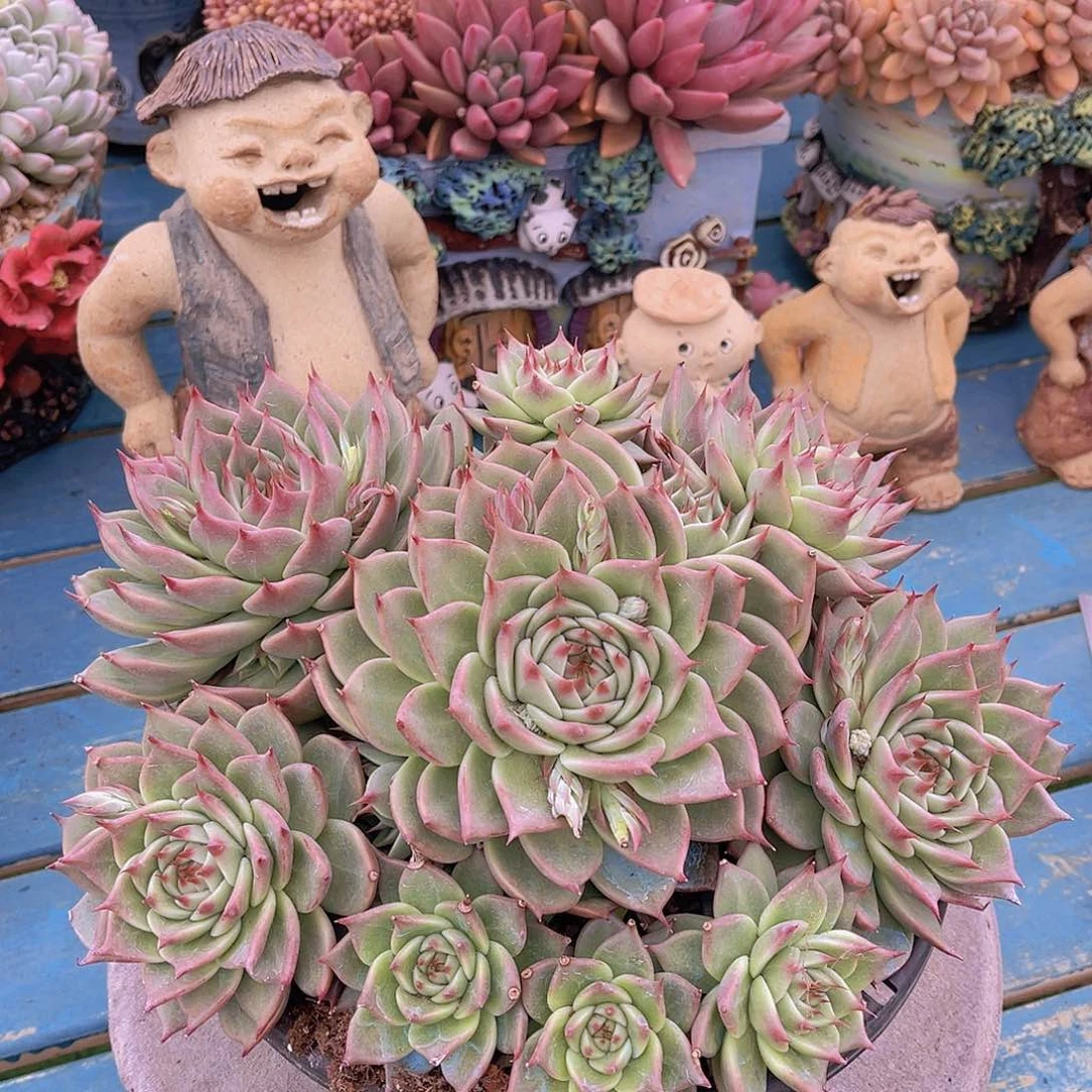 ?*然托卡丝内莉安姐