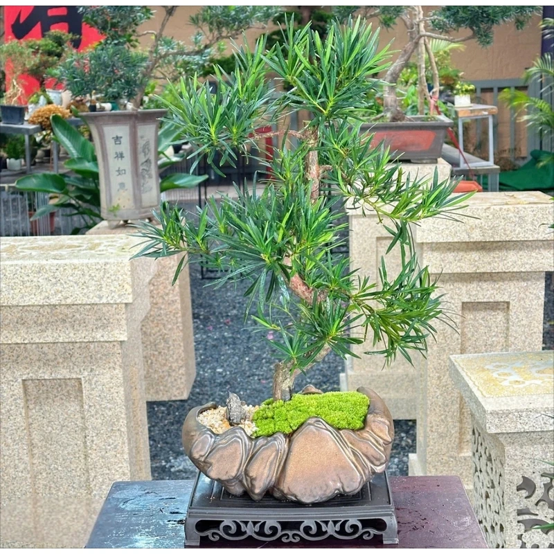 罗汉松盆景老桩植物盆栽雀舌树苗造型树室内花绿植桌面微景观好养