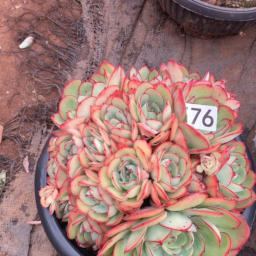 576牡丹亭一物一拍多肉