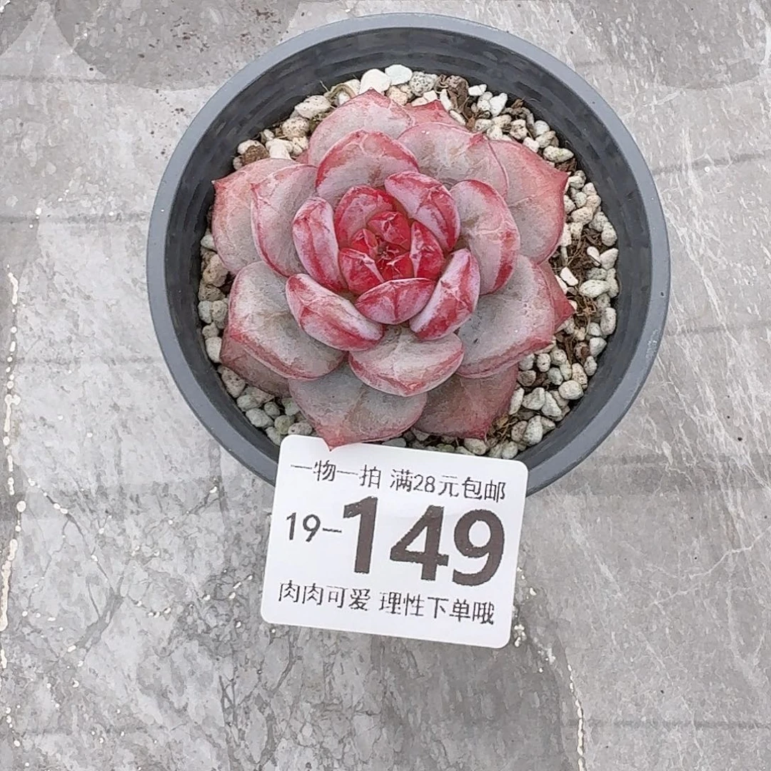 猩红之月无盆土发货