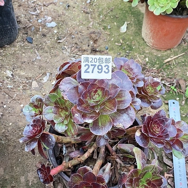 3793 一颗花月夜法师