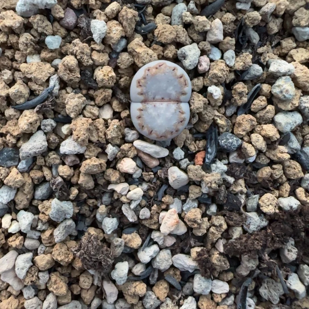 11饼干可挑大棚直播