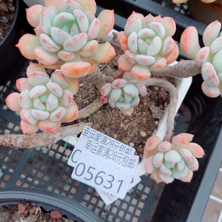 幸运的是我还在努力地幸运
