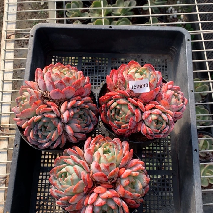 122038三个嗯嗯嗯嗯嗯好全