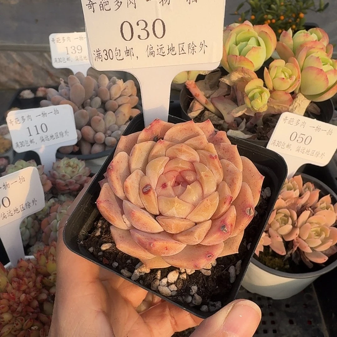 030 多肉脱土 群生不包整 30元包邮除偏远