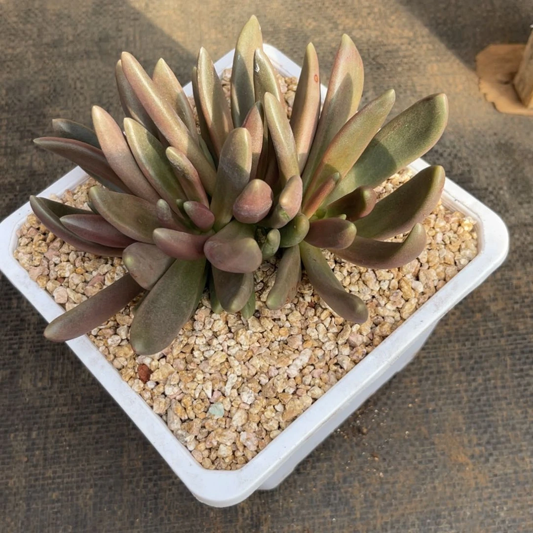 V***n八爪。鱼，小可爱。寄养……姐