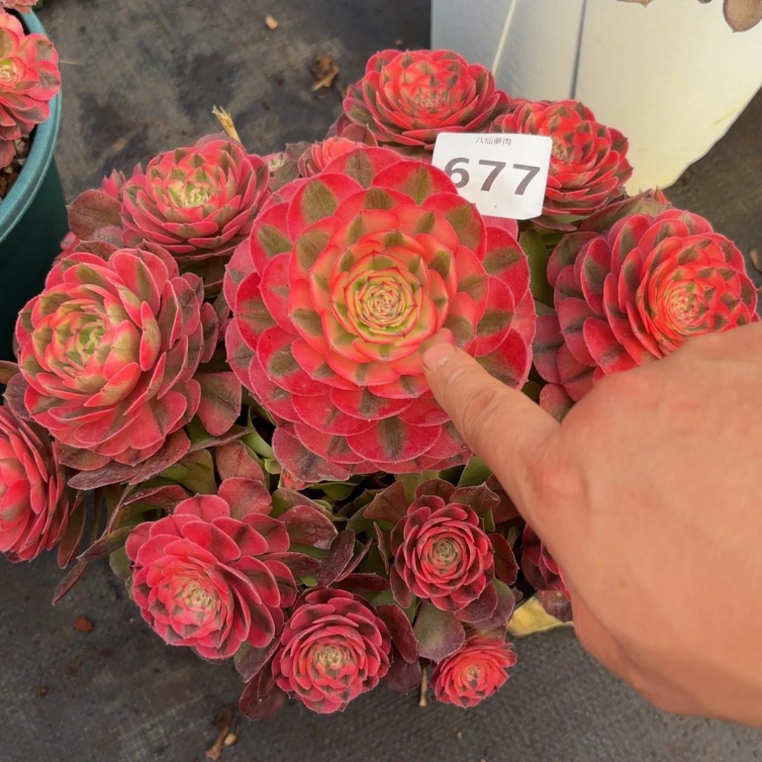 677多肉植物荔枝