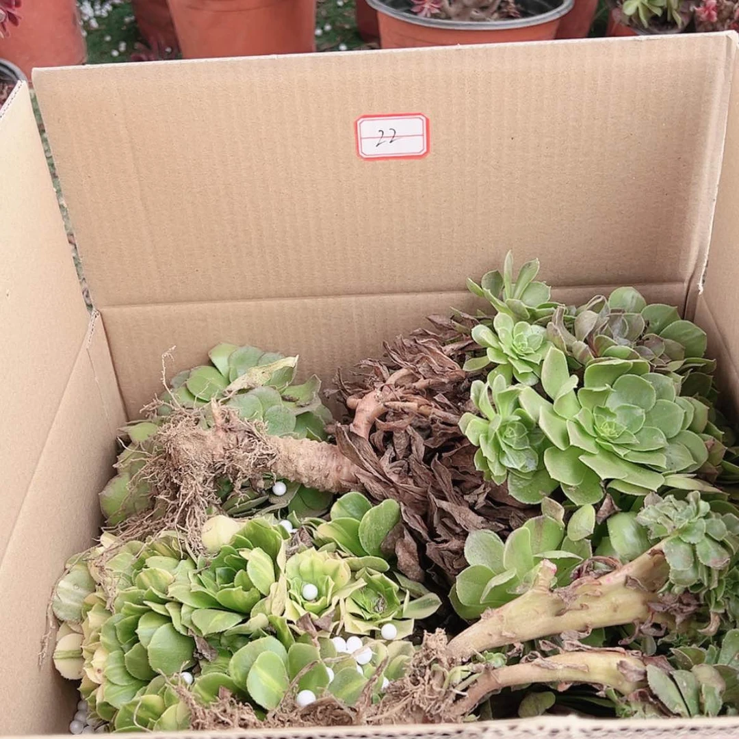 【闪购商品】无花朵水*月22号套餐无售后