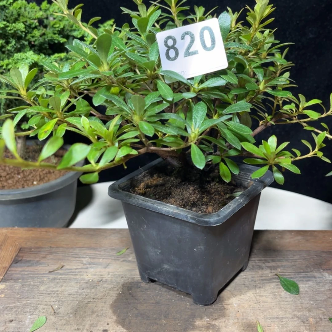 【闪购商品】完全开放用****8