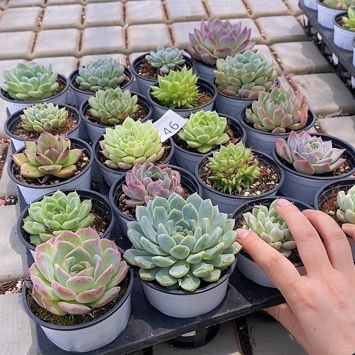 46 多肉植物盆栽花卉
