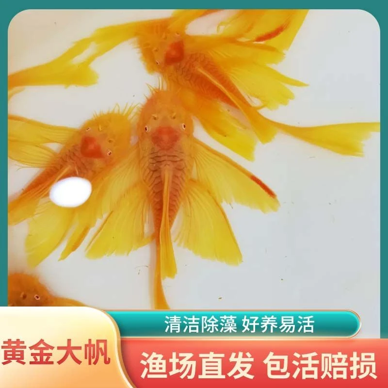 胡子鱼红眼蓝眼大帆清洁鱼除藻观赏鱼适合鱼缸饲养