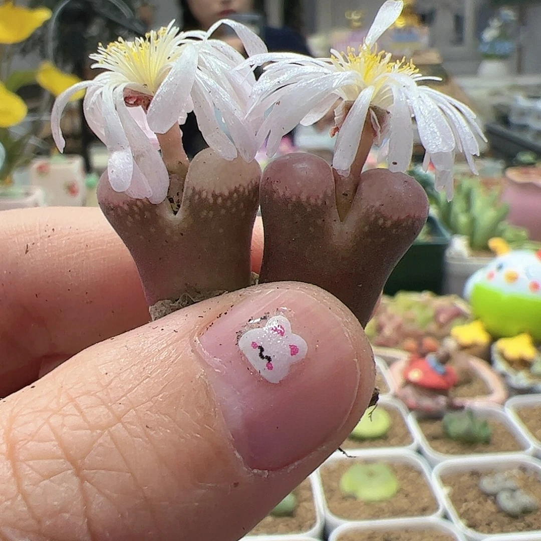 【闪购商品】55 白花粉钻