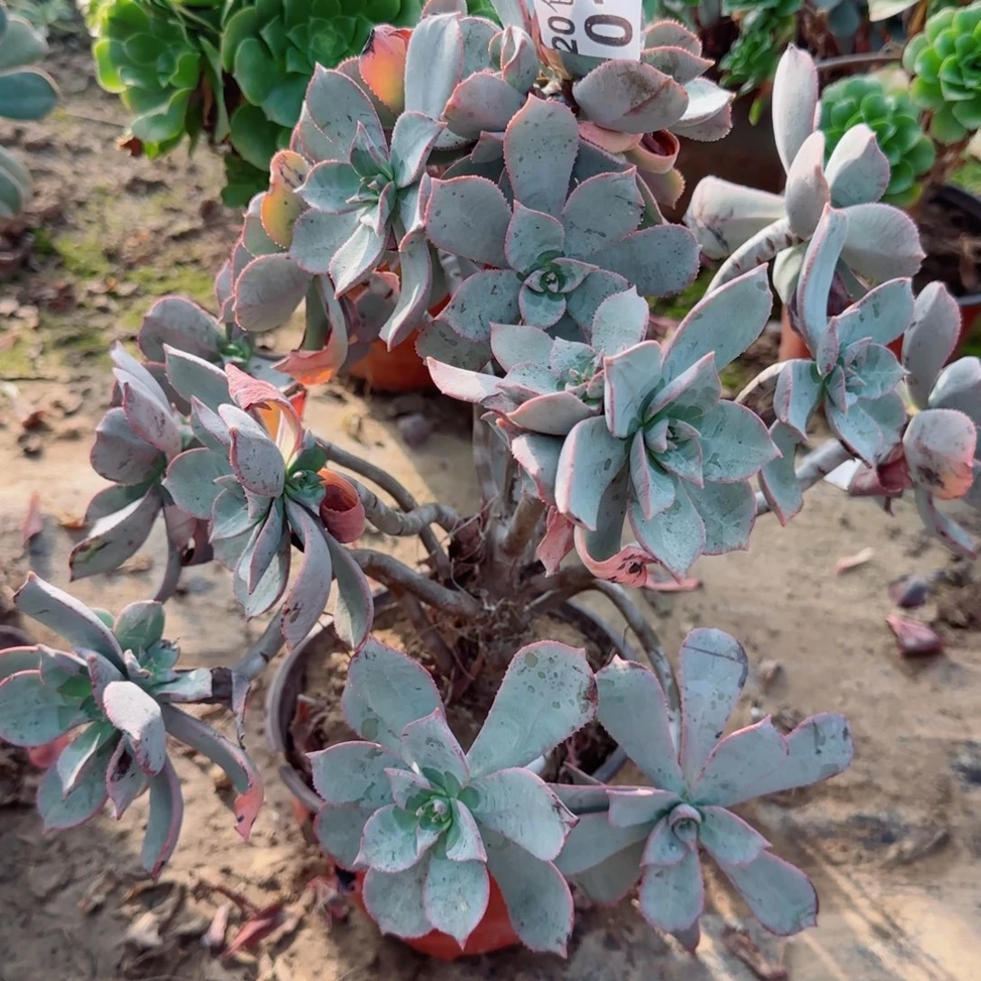 粉仙桃多肉014满20包邮断枝不包会氧化黑斑