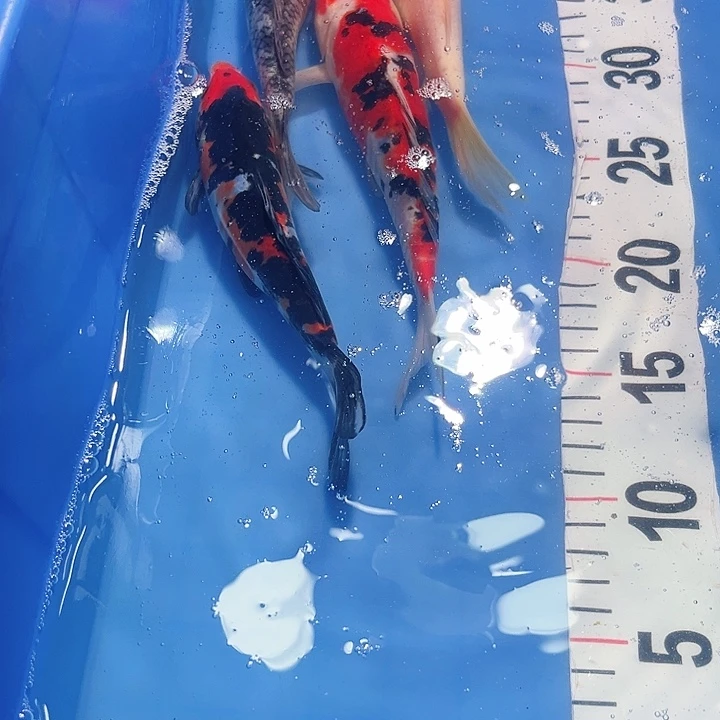 锦鲤锦鲤锦鲤冷水鱼
